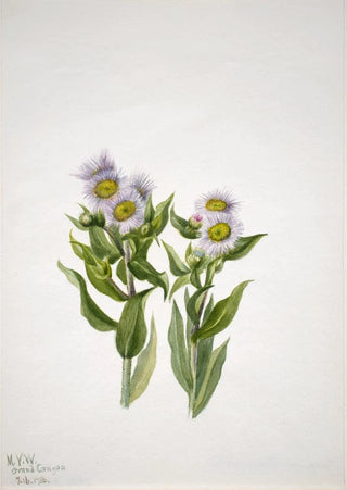 Mary Vaux Walcott - Fleabane Erigeron macranthus.webp