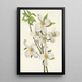 Kwiat forsycji Cornus florida - Mary Vaux Walcott — oprawiony obraz na ścianie