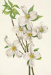Kwiat forsycji Cornus florida - Mary Vaux Walcott — widok dzieła