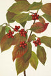 Owoc krzewu jarzębiny Cornus florida - Mary Vaux Walcott — widok dzieła