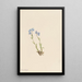 Myosotis des Alpes Myosotis alpestris - Mary Vaux Walcott — oprawiony obraz na ścianie