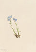 Myosotis des Alpes Myosotis alpestris - Mary Vaux Walcott — widok dzieła