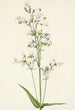 Pentstémon z dużymi kwiatami Pentstemon digitalis - Mary Vaux Walcott — widok dzieła
