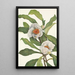 Franklinia alatamaha - Mary Vaux Walcott — oprawiony obraz na ścianie