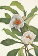 Franklinia alatamaha - Mary Vaux Walcott — widok dzieła