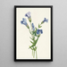 Gentiane frangée Gentiana crinita - Mary Vaux Walcott — oprawiony obraz na ścianie