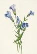 Gentiane frangée Gentiana crinita - Mary Vaux Walcott — widok dzieła