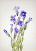 Gentiane frangée Gentiana elegana - Mary Vaux Walcott — widok dzieła