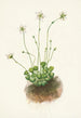 Parnassie frangée Parnassia fimbriata - Mary Vaux Walcott — widok dzieła