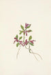Polygale à feuilles paucifoliées Polygala paucifolia - Mary Vaux Walcott — widok dzieła