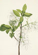 Drzewo z frędzlami Chionanthus virginica - Mary Vaux Walcott — widok dzieła