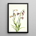 Fritillaria dwupłatkowa Fritillaria biflora - Mary Vaux Walcott — oprawiony obraz na ścianie