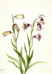 Fritillaria dwupłatkowa Fritillaria biflora - Mary Vaux Walcott — widok dzieła