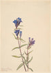 Gentiane Gentiana affinis - Mary Vaux Walcott — widok dzieła