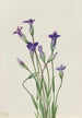 Gentiana Gentiana holopetala - Mary Vaux Walcott — widok dzieła