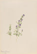 Gentiana propingua - Mary Vaux Walcott — widok dzieła