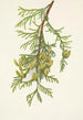 Thuya gigantyczny Thuja plicata - Mary Vaux Walcott — widok dzieła