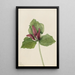 Trille gigant Trillium chloropetalum - Mary Vaux Walcott — oprawiony obraz na ścianie