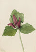 Trille gigant Trillium chloropetalum - Mary Vaux Walcott — widok dzieła