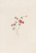 Gilia linanthus parviflorus - Mary Vaux Walcott — widok dzieła