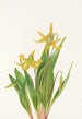 Erythronium grandiflorum z dużymi kwiatami - Mary Vaux Walcott — widok dzieła