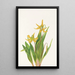 Erythronium grandiflorum z dużymi kwiatami - Mary Vaux Walcott — oprawiony obraz na ścianie