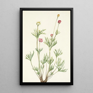 Mary Vaux Walcott - Globe Anemone Anemone globosa.webp