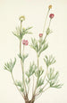Anemone globuleuse Anemone globosa - Mary Vaux Walcott — widok dzieła