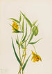 Lanterne fée dorée Calochortus amabilis - Mary Vaux Walcott — widok dzieła