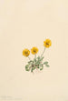 Złota Vergerette Erigeron aureus - Mary Vaux Walcott — widok dzieła