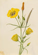 Calice doré Mariposa Calochortus claratus - Mary Vaux Walcott — widok dzieła