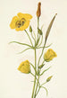 Calice doré Mariposa Calochortus clavatus - Mary Vaux Walcott — widok dzieła