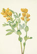 z złotymi groszkami Thermopsis rhombifolia - Mary Vaux Walcott — widok dzieła