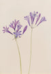 Noix d'herbe Brodiaea laxa - Mary Vaux Walcott — widok dzieła