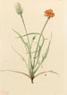 Agoséris z liściami traw Agoseris graminifolia - Mary Vaux Walcott — widok dzieła