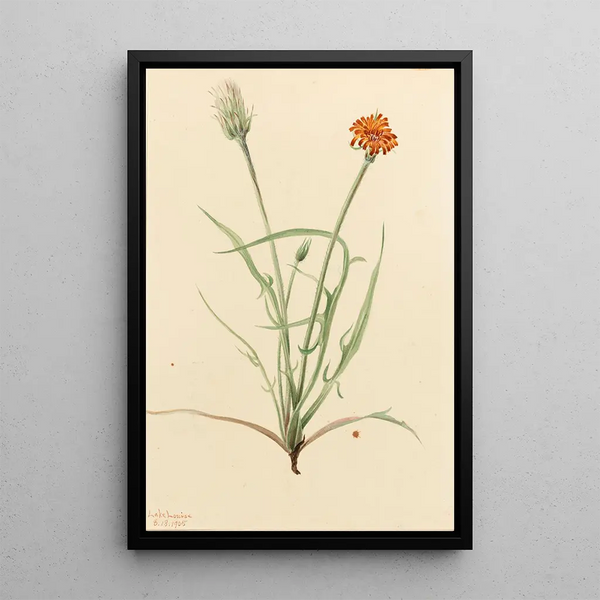 Mary Vaux Walcott - Grassleaf Agoseris Agoseris graminifolia.webp