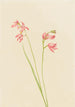 różowej orchidei na łące - Mary Vaux Walcott — widok dzieła