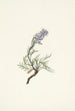 Szara fuksja Phacelia sericea - Mary Vaux Walcott — widok dzieła