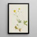 Potentilla à feuilles grises Potentilla glaucophylla - Mary Vaux Walcott — oprawiony obraz na ścianie