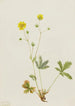 Potentilla à feuilles grises Potentilla glaucophylla - Mary Vaux Walcott — widok dzieła