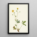 Potentilla à feuilles grises Rotentilla glaucophylla - Mary Vaux Walcott — oprawiony obraz na ścianie