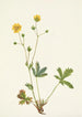 Potentilla à feuilles grises Rotentilla glaucophylla - Mary Vaux Walcott — widok dzieła