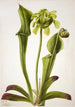 Zielona sarracenia Sarracenia orephila - Mary Vaux Walcott — widok dzieła