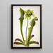 Zielona sarracenia Sarracenia orephila - Mary Vaux Walcott — oprawiony obraz na ścianie