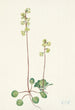 zielonej Pyrole Pyrola chlorantha - Mary Vaux Walcott — widok dzieła
