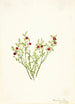 Airelle des bois Vaccinium scoparium - Mary Vaux Walcott — widok dzieła