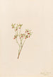 Airelle des bois Vaccinum scoparium - Mary Vaux Walcott — widok dzieła