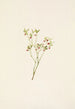 Kwiat wrzosu leśnego Vaccinium scoparium - Mary Vaux Walcott — widok dzieła