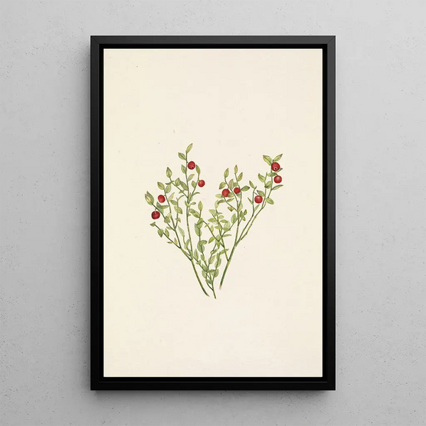 Mary Vaux Walcott - Grouse Whortleberry fruit Vaccinium scoparium.webp