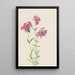 Phlox velu Phlox amoena - Mary Vaux Walcott — oprawiony obraz na ścianie